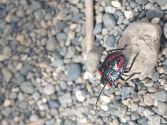 Phorbanta variabilis