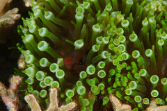 Amphiprion biaculeatus