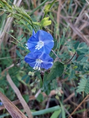 Jacquemontia pentanthos