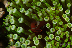 Amphiprion biaculeatus