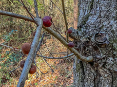 Disholcaspis globosa