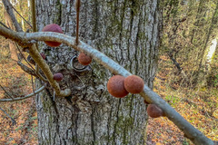 Disholcaspis globosa