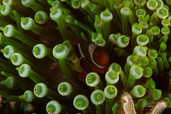Amphiprion biaculeatus