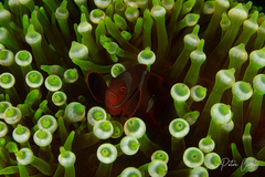 Amphiprion biaculeatus