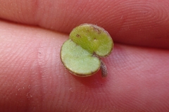 Dichondra brevifolia
