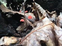 Marasmius haematocephalus