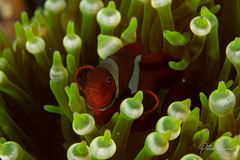 Amphiprion biaculeatus