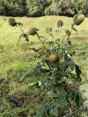 Cirsium subcoriaceum