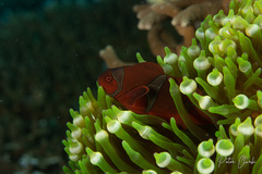 Amphiprion biaculeatus