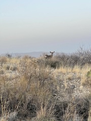 Odocoileus hemionus eremicus