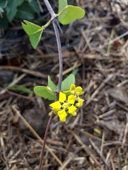 Stigmaphyllon emarginatum