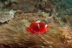 Amphiprion biaculeatus