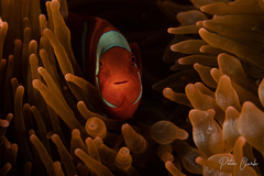 Amphiprion biaculeatus