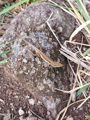 Anolis pulchellus