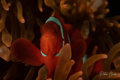 Amphiprion biaculeatus