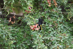 Cassiculus melanicterus