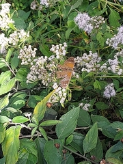 Asterocampa idyja idyja
