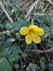 Pavonia spinifex