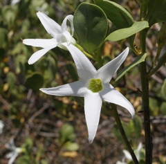 Anthocercis viscosa viscosa
