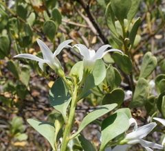 Anthocercis viscosa viscosa
