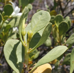 Anthocercis viscosa viscosa