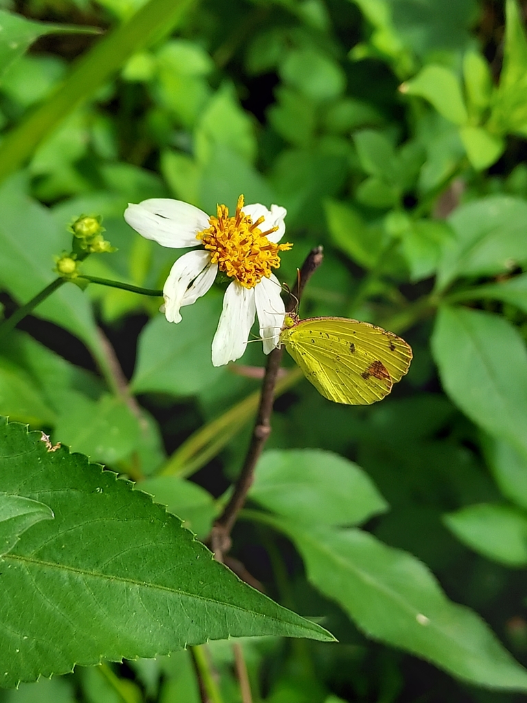 Small Yellow From Rio Little Yellow from 46VM+X3Q, Río Abajo, Humacao, Puerto Rico, Humacao ...