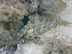 Epinephelus