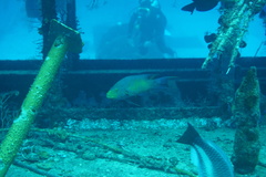 Bodianus rufus