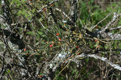 Ephedra triandra