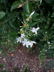 Jasminum fluminense