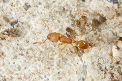 Tetramorium simillimum