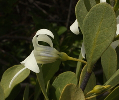 Anthocercis viscosa viscosa
