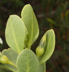 Anthocercis viscosa viscosa