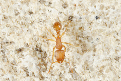 Tetramorium simillimum