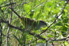 Rhynchospiza strigiceps