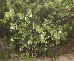 Anthocercis viscosa viscosa