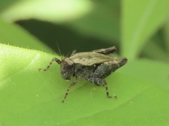 Tettigidea