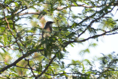 Coccyzus melacoryphus