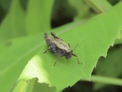 Tettigidea