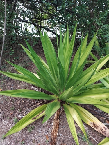 Furcraea tuberosa (Mill.) W.T.Aiton