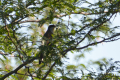 Coccyzus melacoryphus