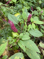 Phytolacca rugosa