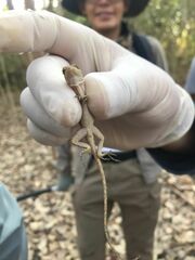 Anolis immaculogularis