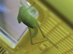 Amblycorypha