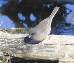 Junco hyemalis mearnsi
