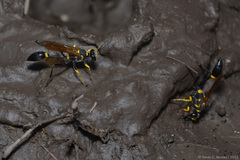 Sceliphron asiaticum