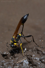 Sceliphron asiaticum