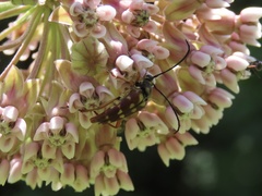 Typocerus velutinus