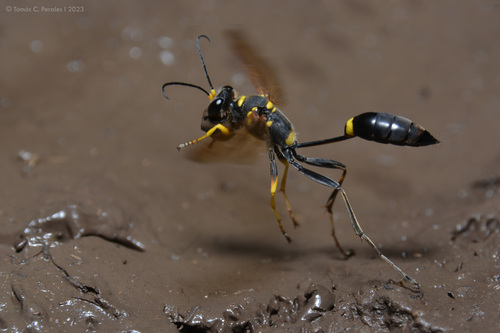 Sceliphron asiaticum photo 5