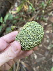 Annonaceae